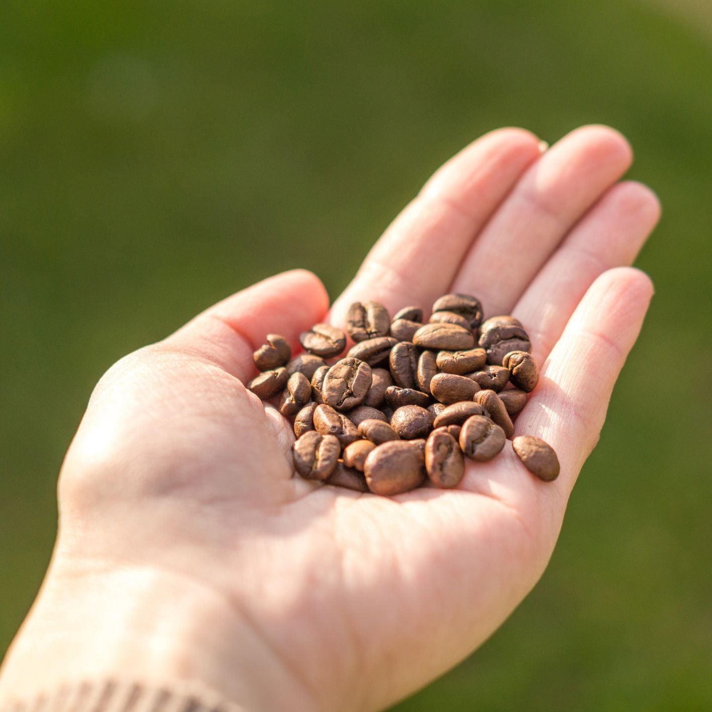 Power Light (House Blend)